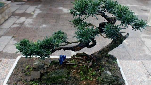 罗汉稀有品种,罗汉鱼寿命