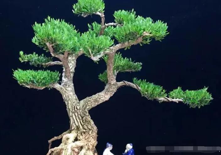 黄杨老桩盆景的养护方法,黄杨老桩不套袋怎么发芽