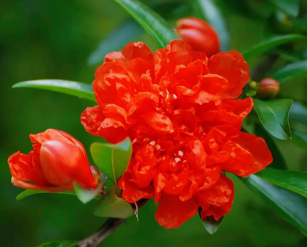 五月石榴花开的唯美诗句,关于石榴花的美文和诗句