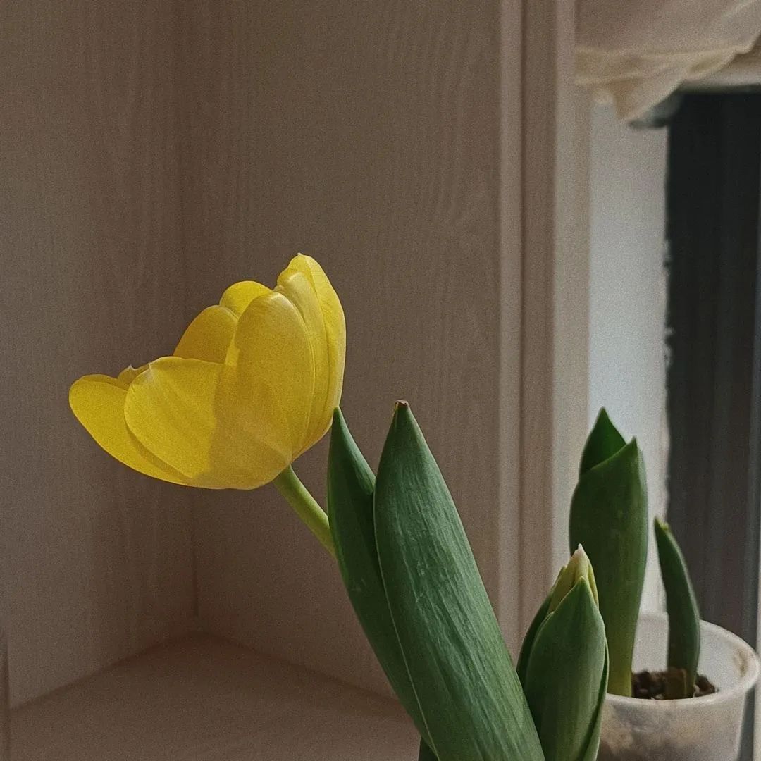 背景图ins风鲜花,ins复古黑色鲜花壁纸