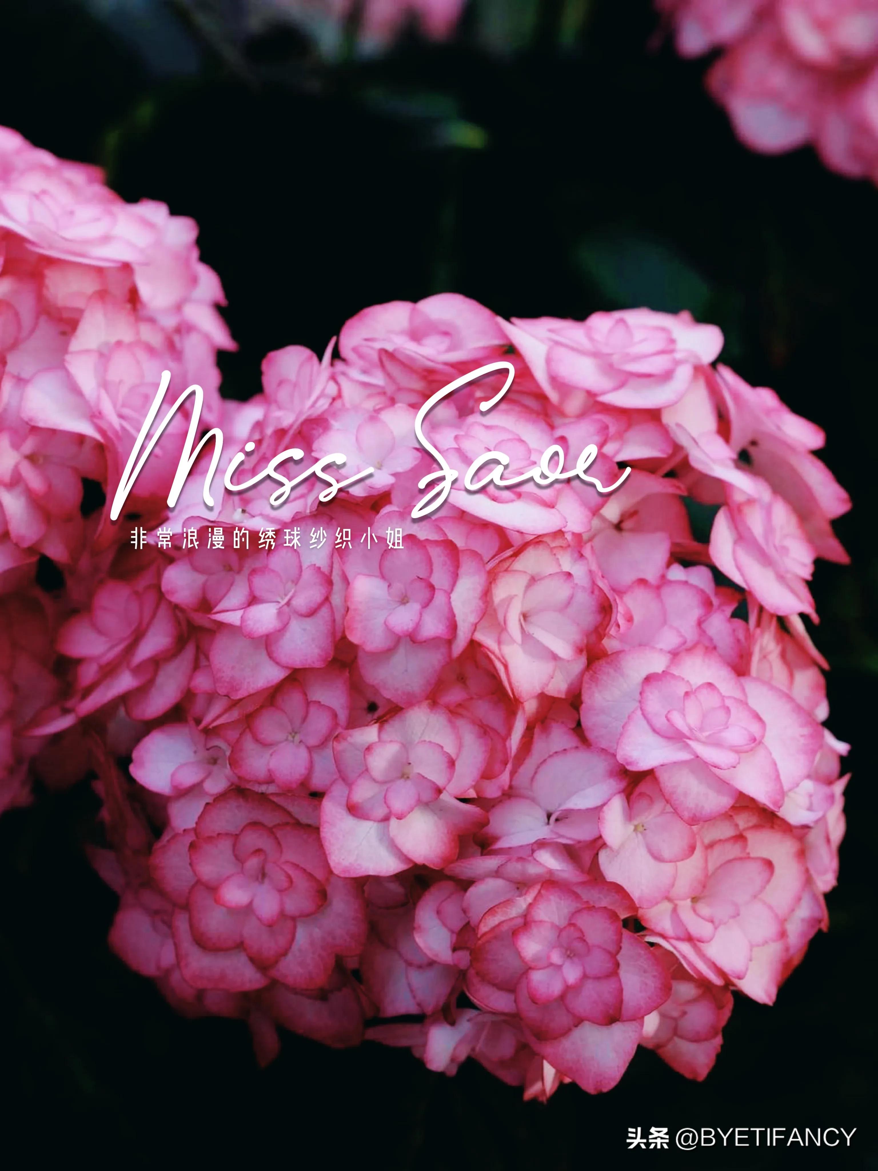 纱织小姐绣球好养吗,纱织小姐与塞布丽娜绣球区别