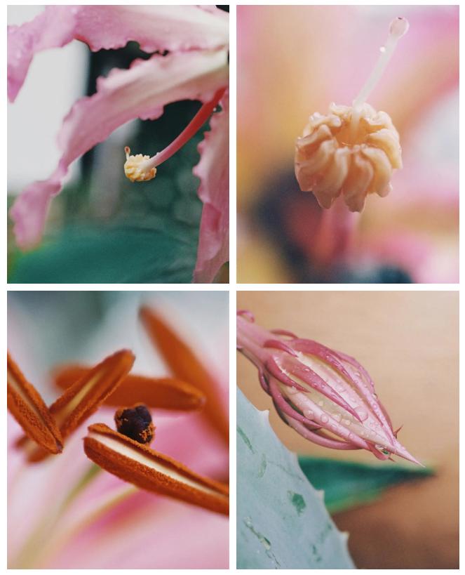 她拍的花，也太好看了