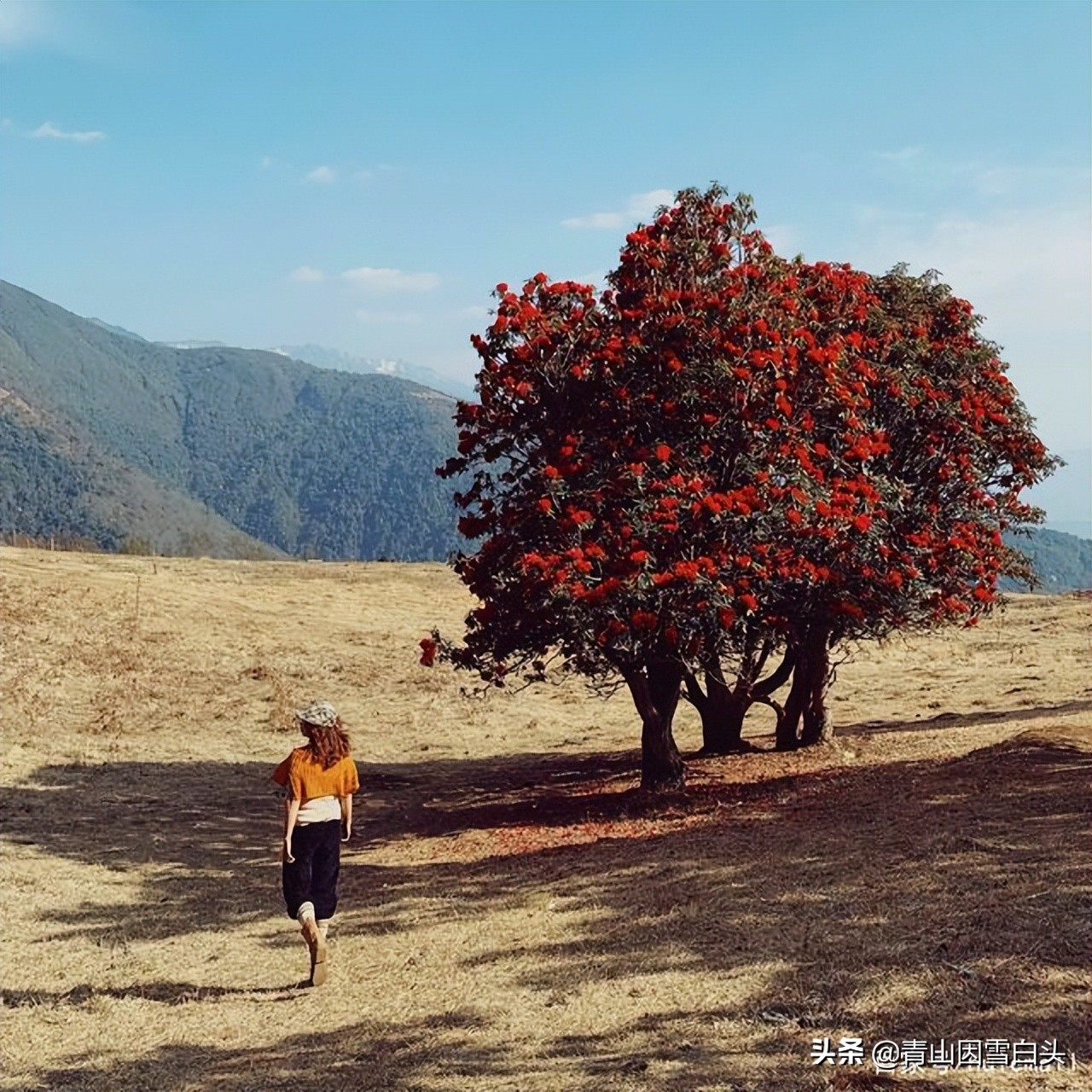 马缨花种子多少钱一斤,马缨杜鹃价值