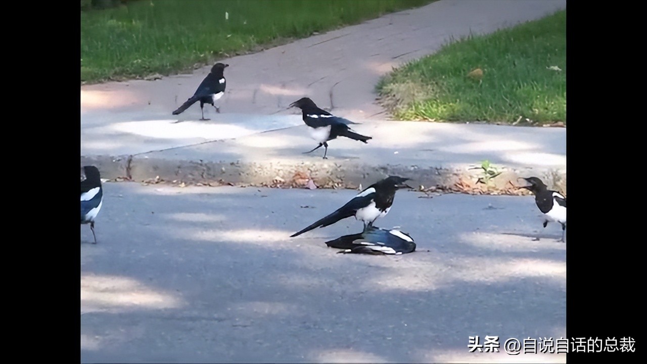 乌鸦为什么是外星人,外星人至今还未出现的5大原因