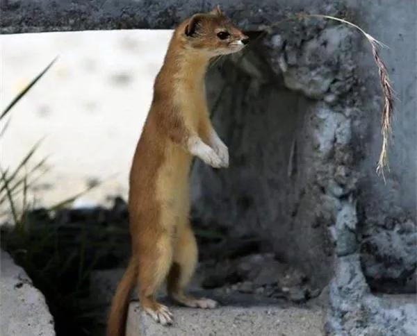 真实的黄鼠狼能变成人形吗,黄鼠狼与人类发生的真实事件