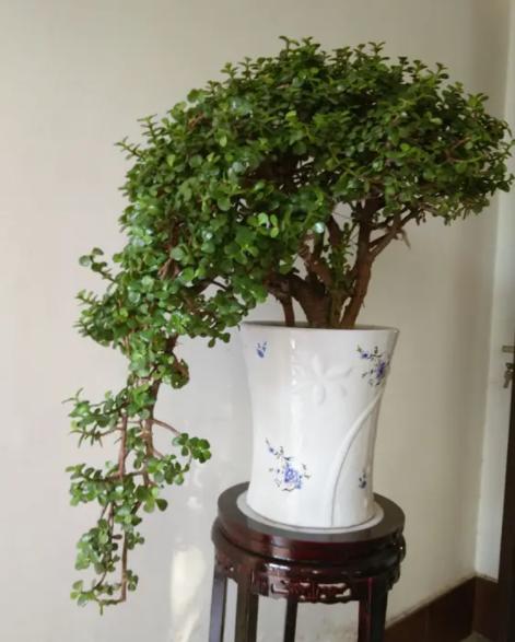 聚财的6种花,招财聚财的花卉