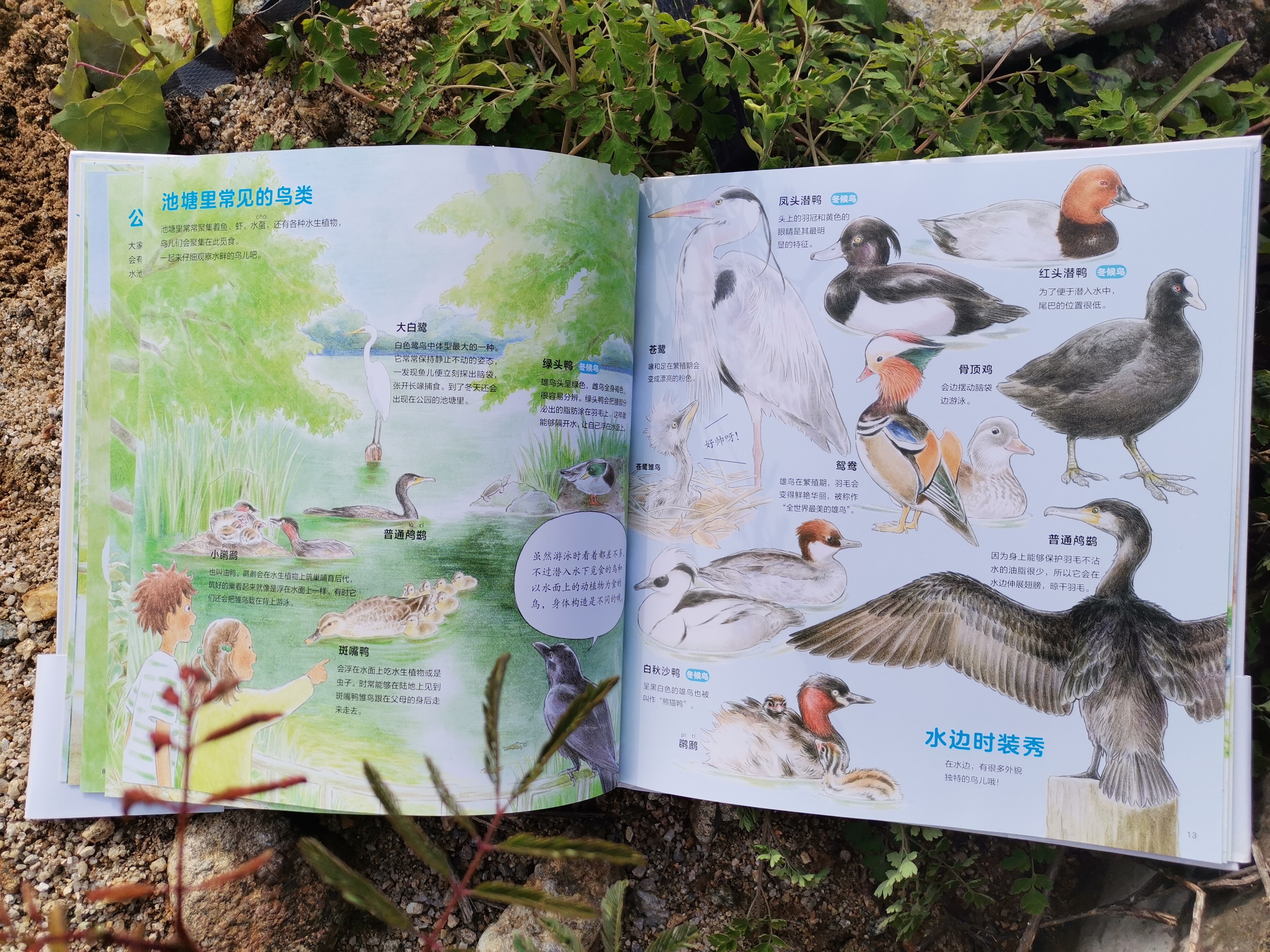 青色的羽毛黄肚皮的鸟,青色的羽毛