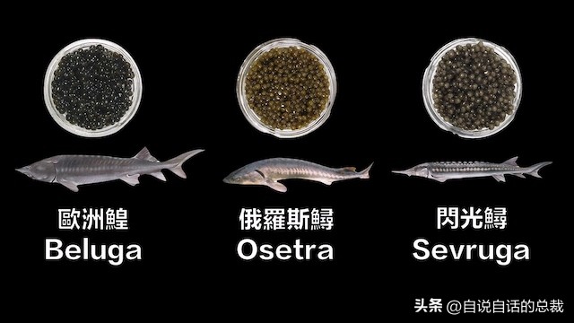 从2亿年不进化的王者，到比黄金还贵的食物，背后隐藏着商业秘密