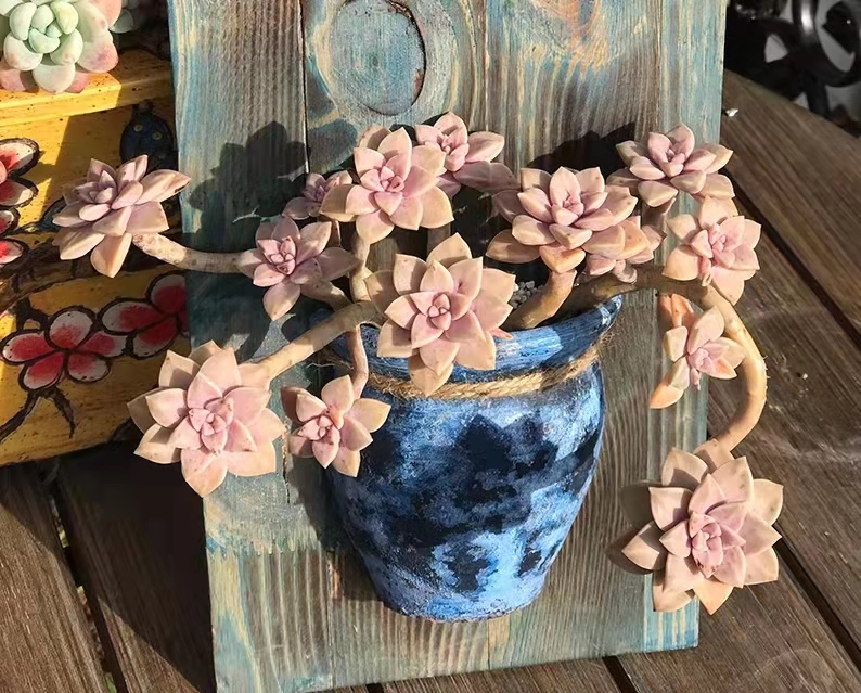 南方最好养的多肉法师品种,适合南方养的多肉有哪些