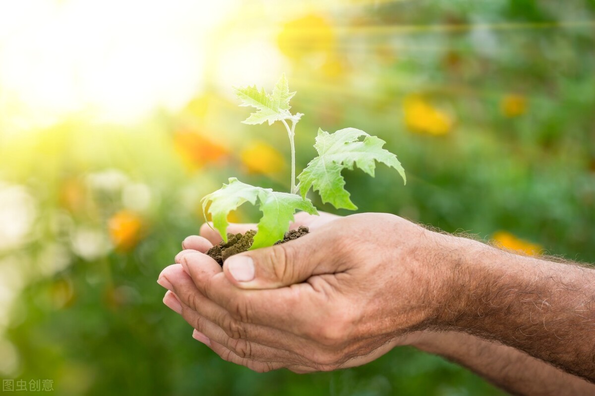 南阳朱家富：苗圃梦开出植树花