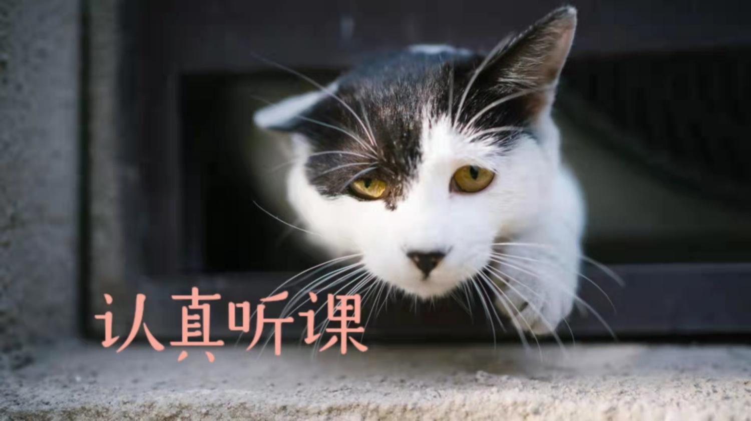北中医猫,北中医校园