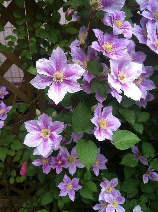 10种“漂亮花”，开花红艳艳，美得不可方物，客人来了走不动道