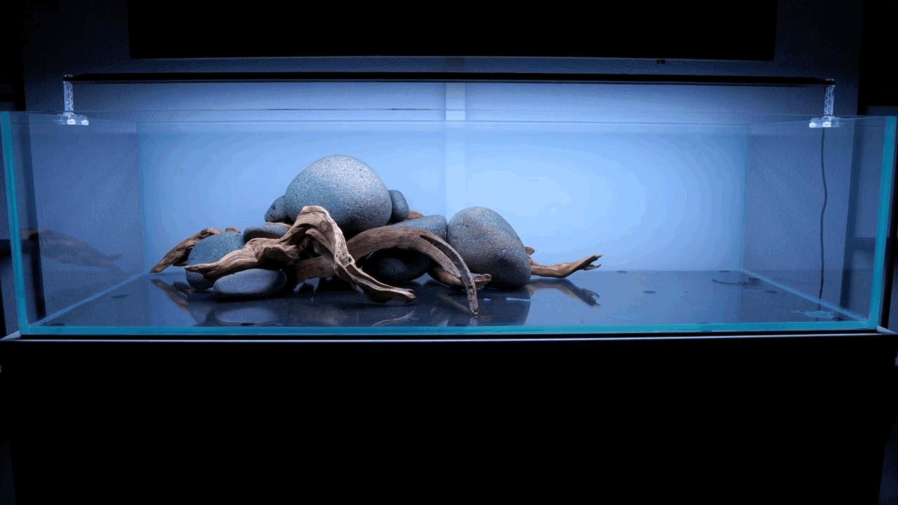 水草小缸养什么鱼最好,适合小型裸缸养的鱼