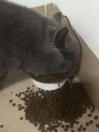 英短弃养,为啥英短越来越便宜了