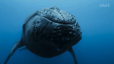 原来它们也有“性丑闻”，这片看完让我大开眼界