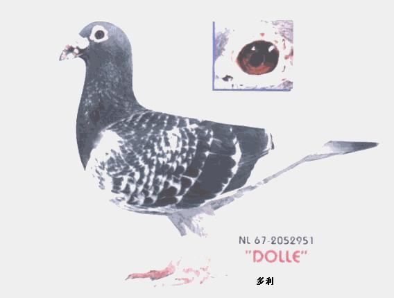 怎么看鸽子是种鸽还是青年鸽,鉴别鸽子是公是母怎么整