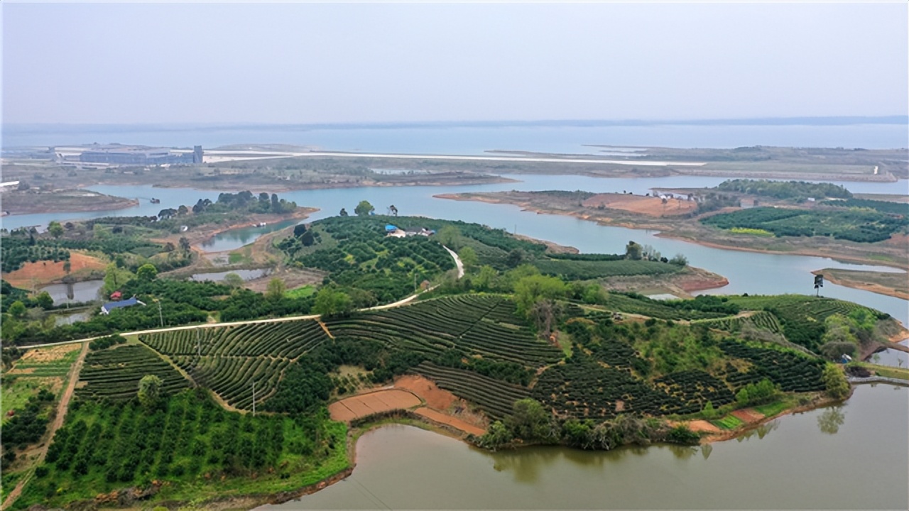 最好的湖北茶,值得收藏的绿茶口粮茶