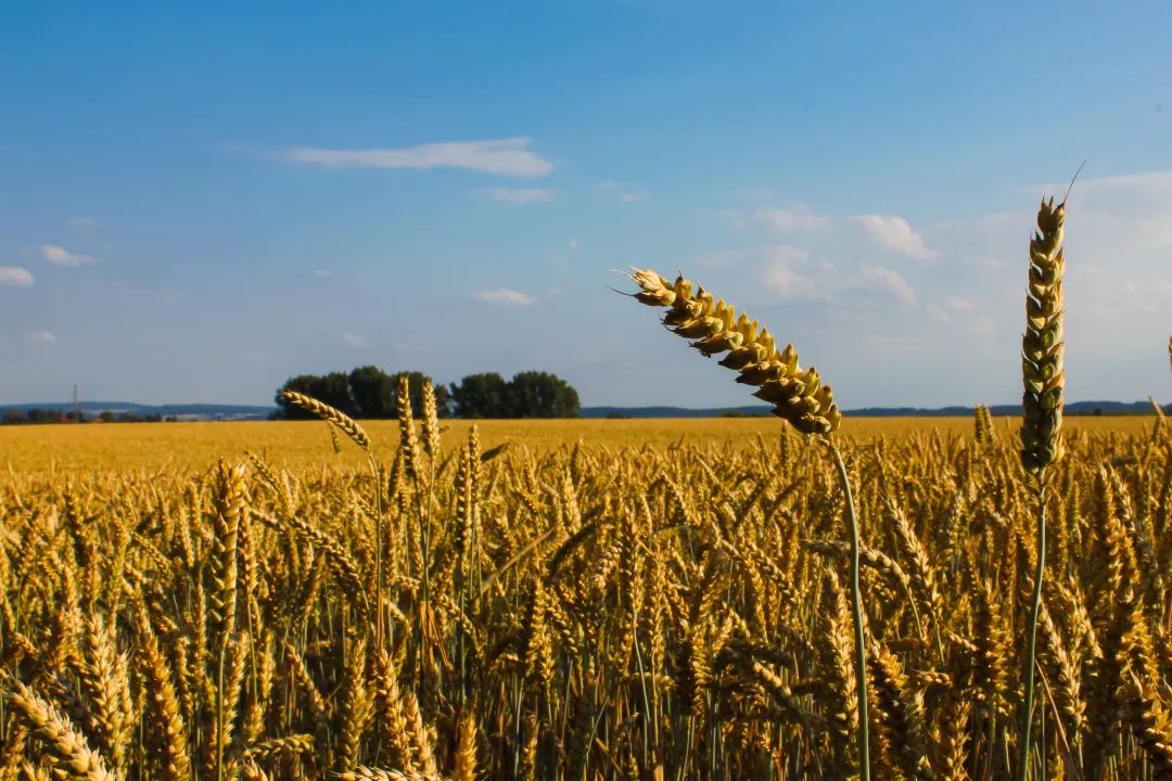 乡村振兴农民建房政府有补贴吗,关于乡村如何进行产业振兴