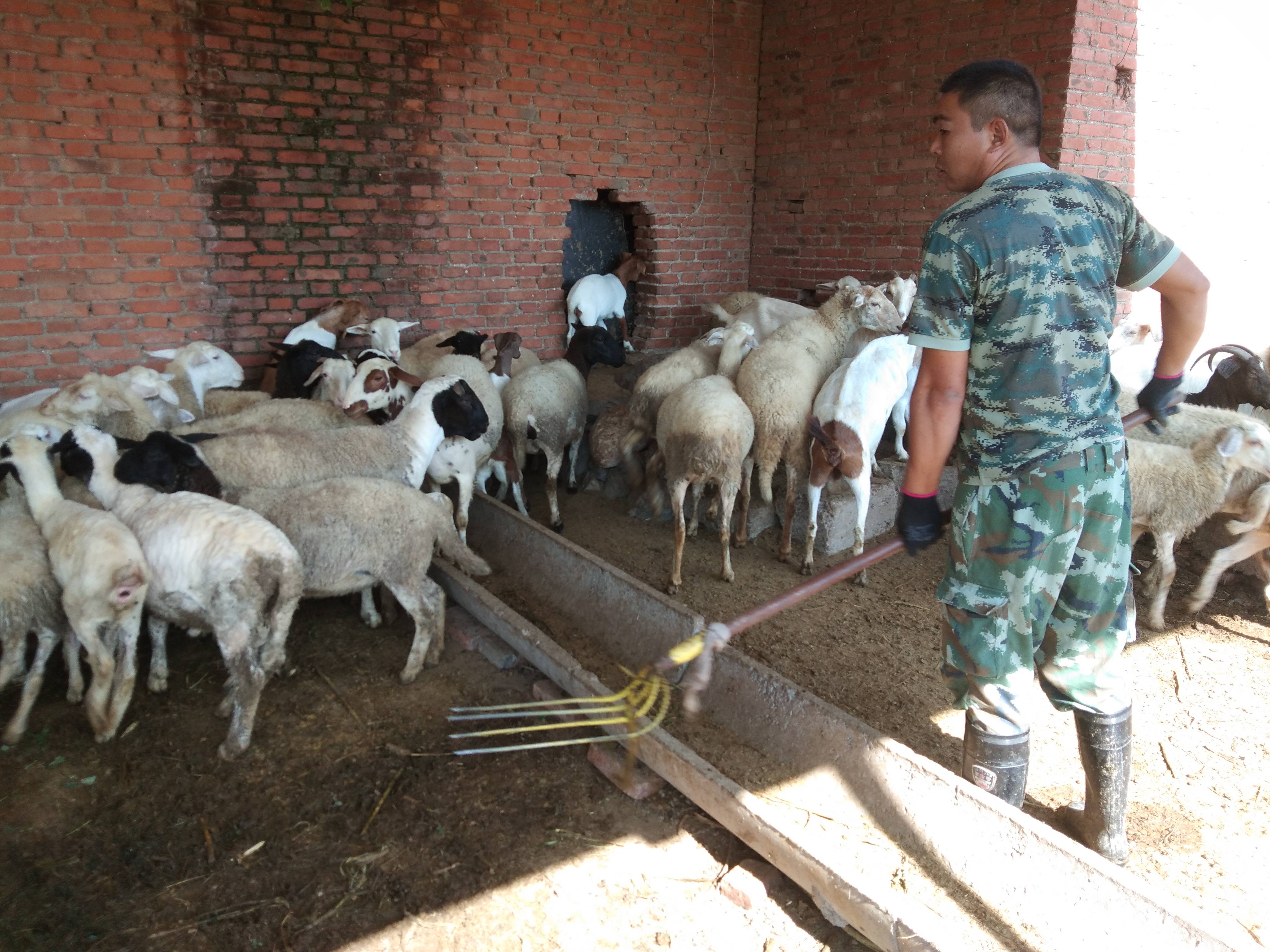 养殖创业养什么赚钱,农村养殖创业养什么好