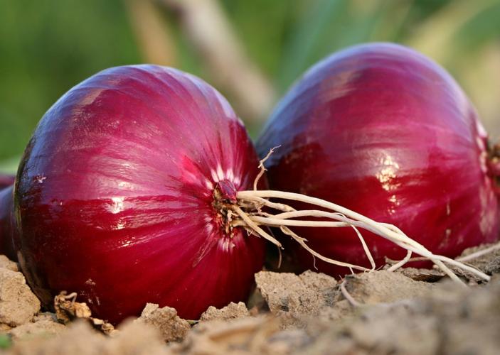 氧化锌在饲料里的作用,氧化锌纳米材料的制备