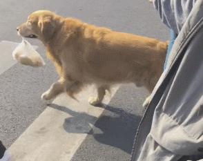 什么狗又便宜又好养适合新手,哪些品种狗比较便宜又好养