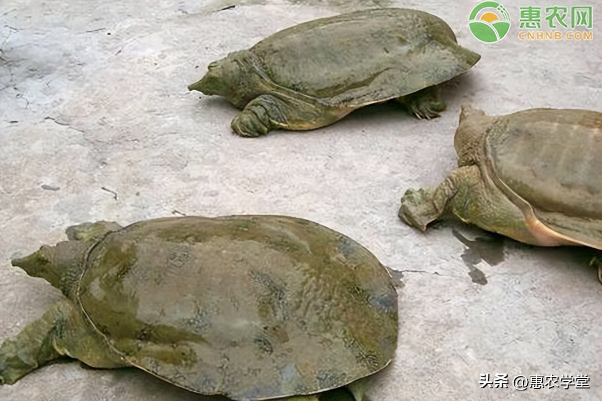 2023年甲鱼多少钱一斤,2021甲鱼目前市场多少钱一斤