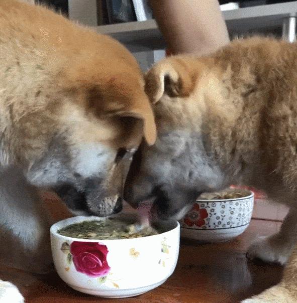 治疗狗狗寄生虫超长版,狗狗有寄生虫怎么治疗