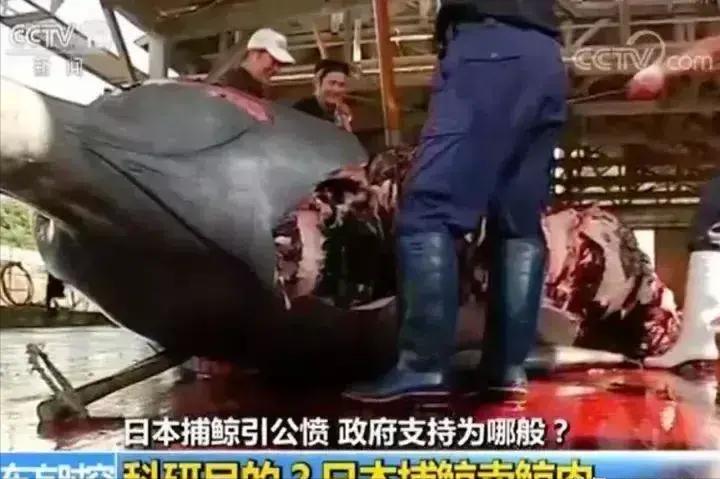 日本队又双叒叕赢了,日本赢球后日本人的反应