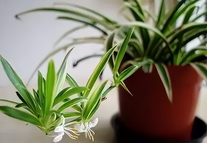 新房种什么植物吸甲醛,什么植物吸甲醛第一名