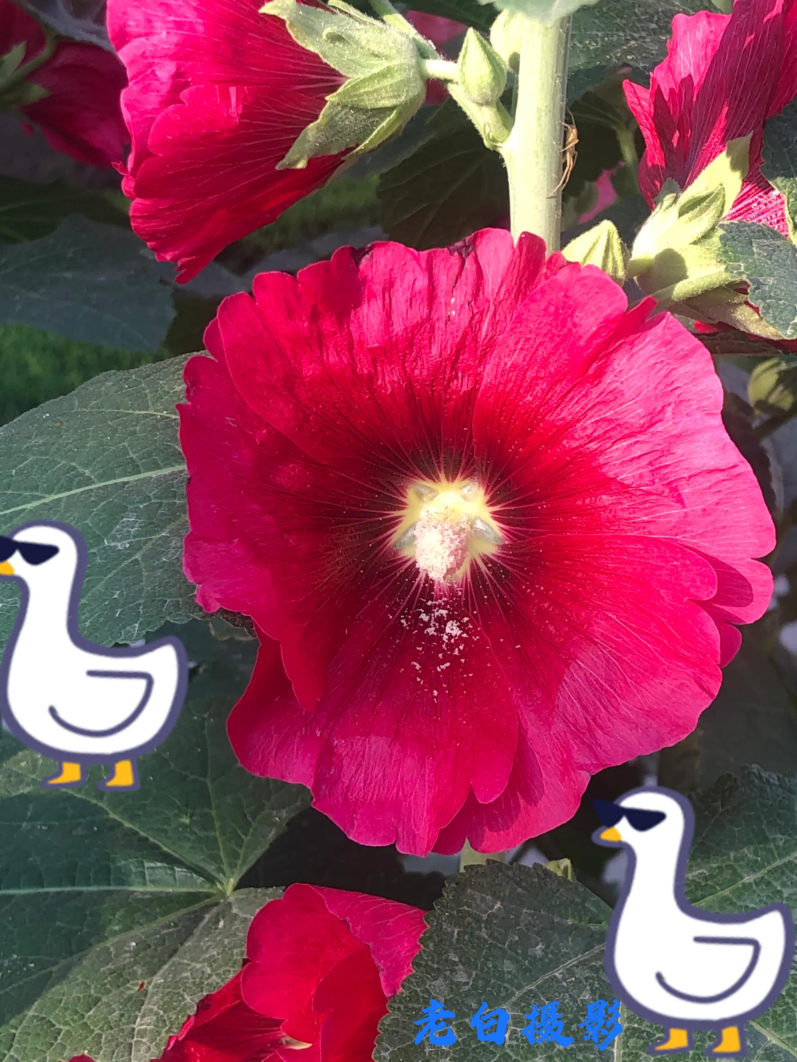 生活的极致就是化繁为简,极简是一种生活态度越简单越精致