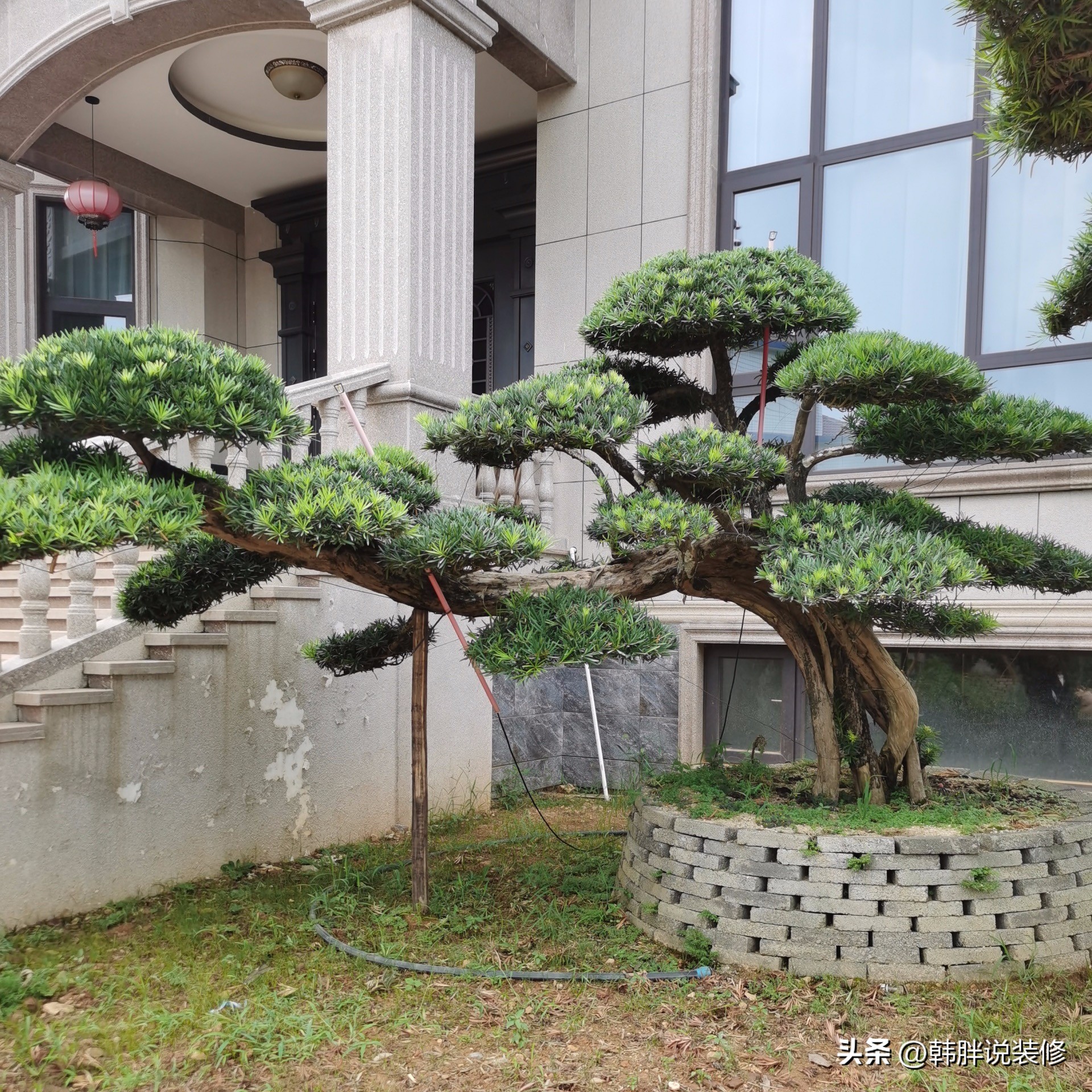 屋前屋后种什么树旺财运,屋前有什么树风水不好