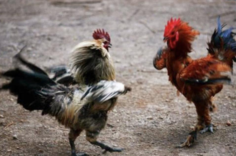 仿照咏鹅写一首咏鸡诗,为什么咏鹅是千古第一童诗