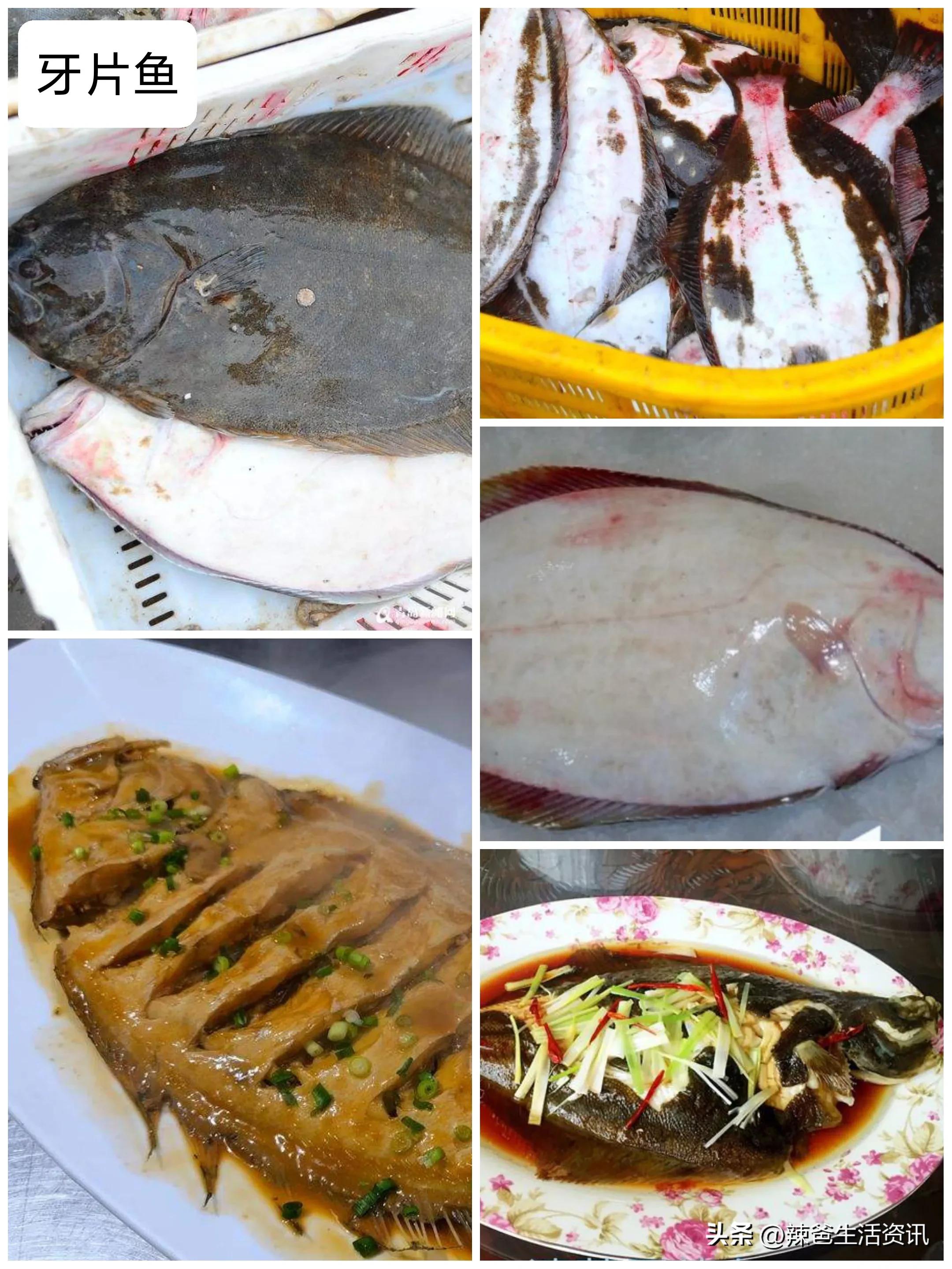 好吃不贵的野生海鱼,十种好吃不贵的正宗海鱼