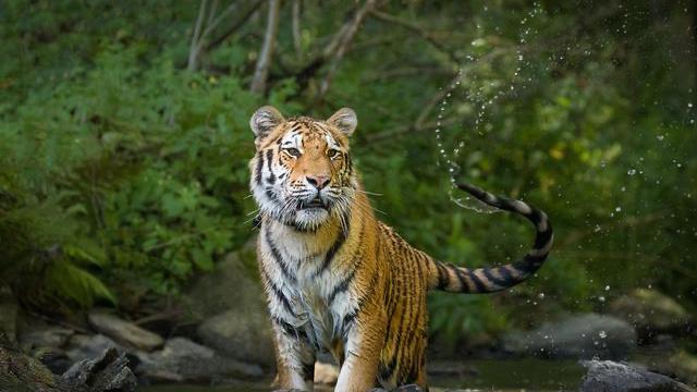 沈阳野生动物园带点啥东西喂动物,沈阳动物园冬季有哪些动物