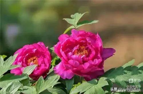 张甫升七律诗欣赏,张甫升七律组诗