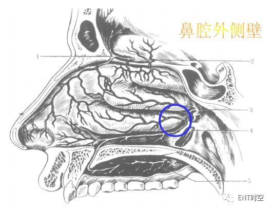 引起鼻出血的病因有哪些,鼻出血病因及诊断治疗方法推荐