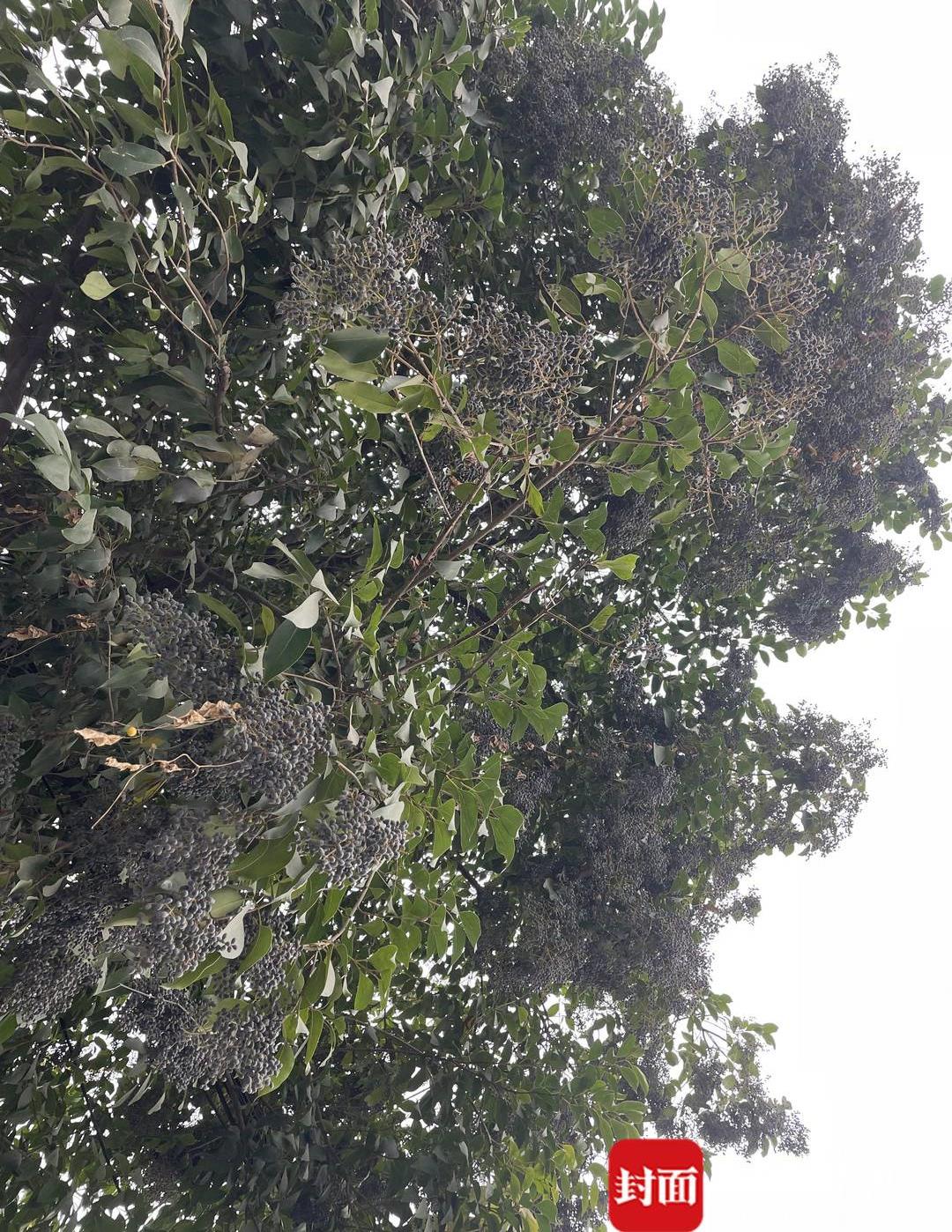 绿化树果子落地上很脏,洗不掉的植物污渍怎么办