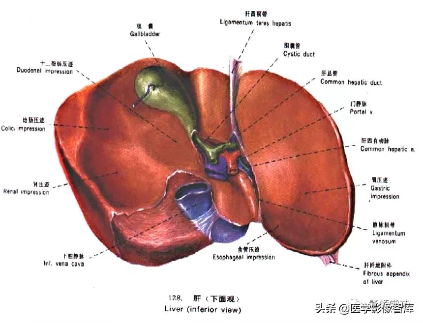 肝脏影像分叶分段解剖图,肝脏分段解剖图谱