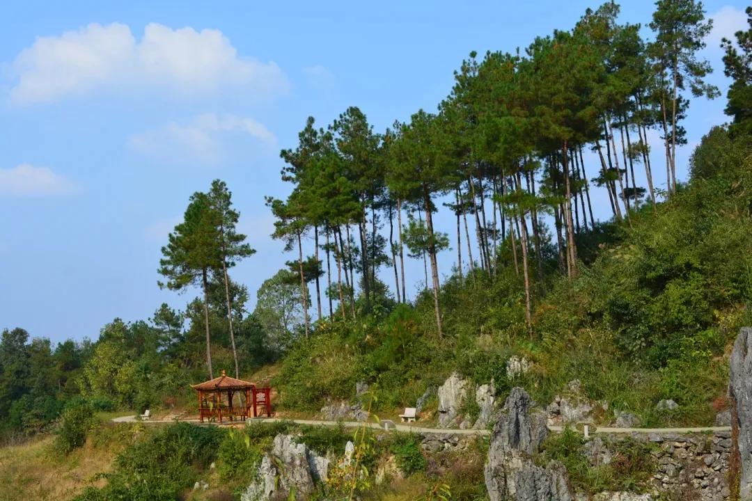 最美思南石林,思南石林风景区全景