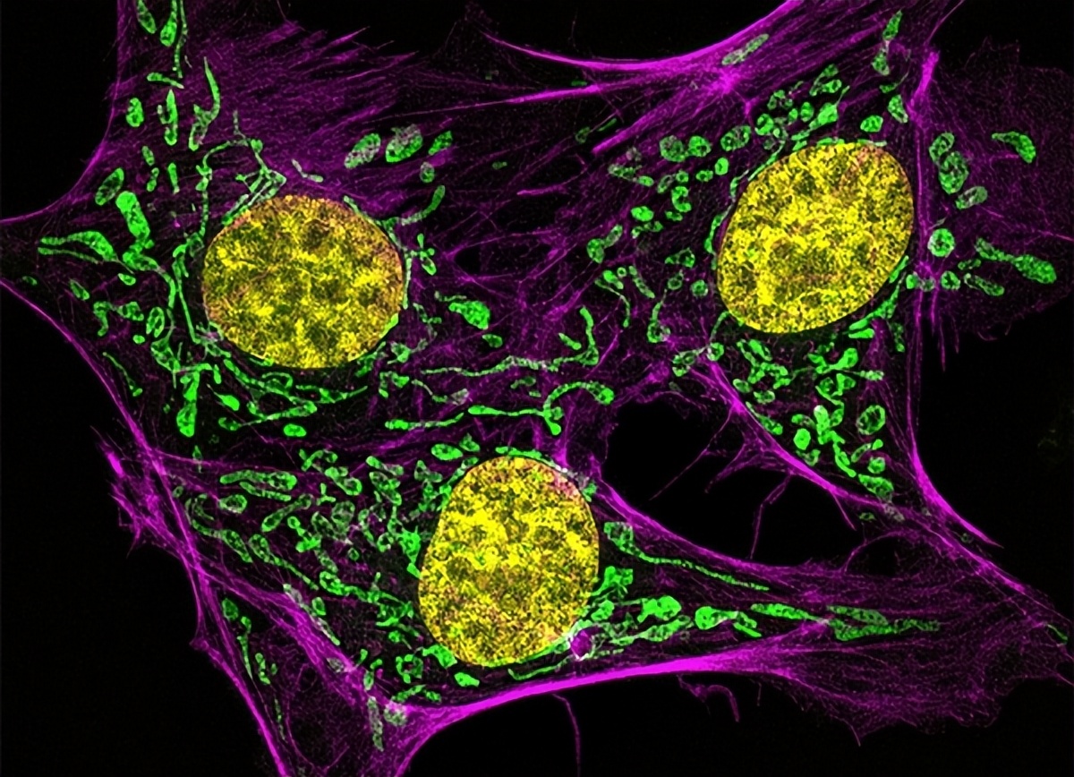 张掖肉牛线粒体DNAD-loop区研究的发展方向和潜在应用价值
