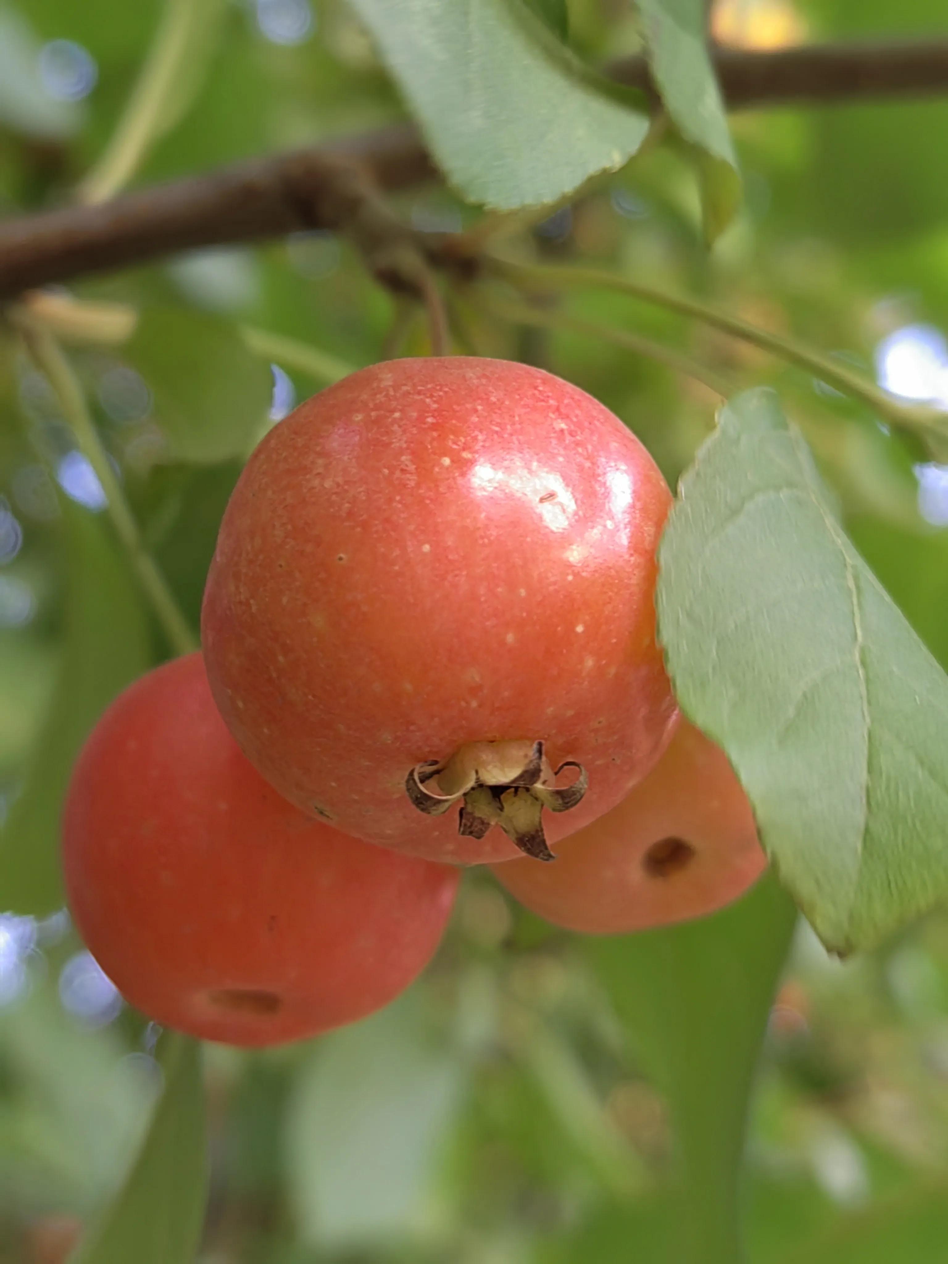 拱猪牵羊攻略,拱猪生活在什么地方
