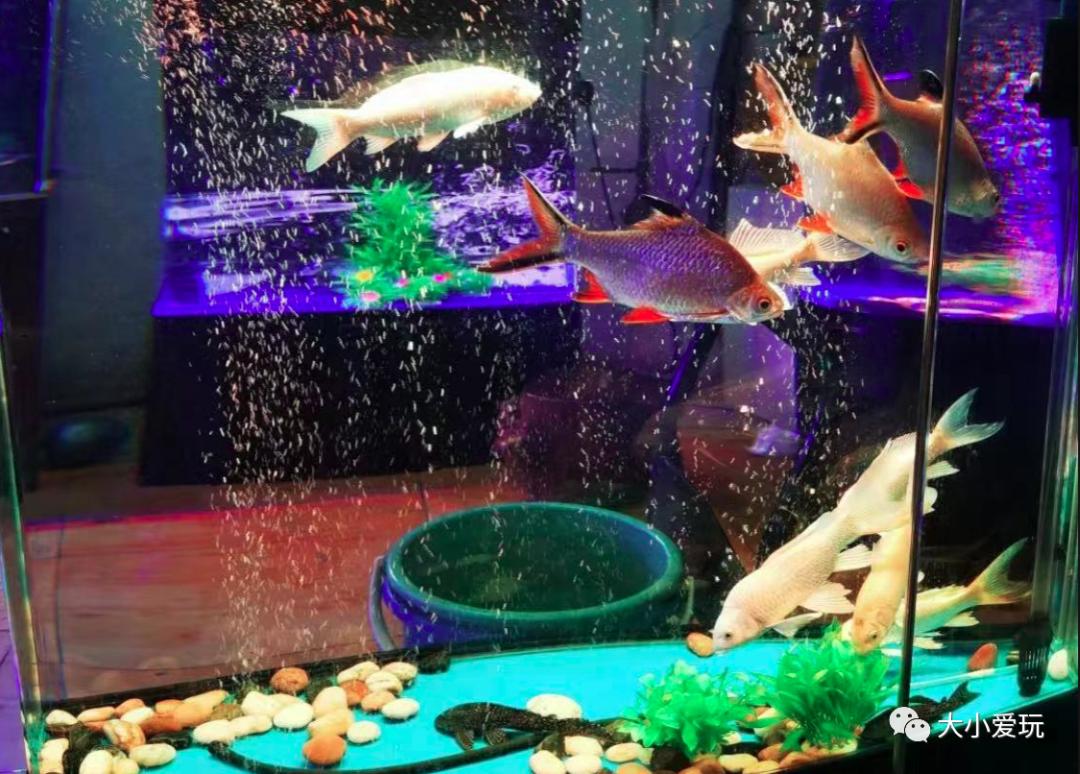 北京最美的花鸟市场,北京值得逛的花鸟市场