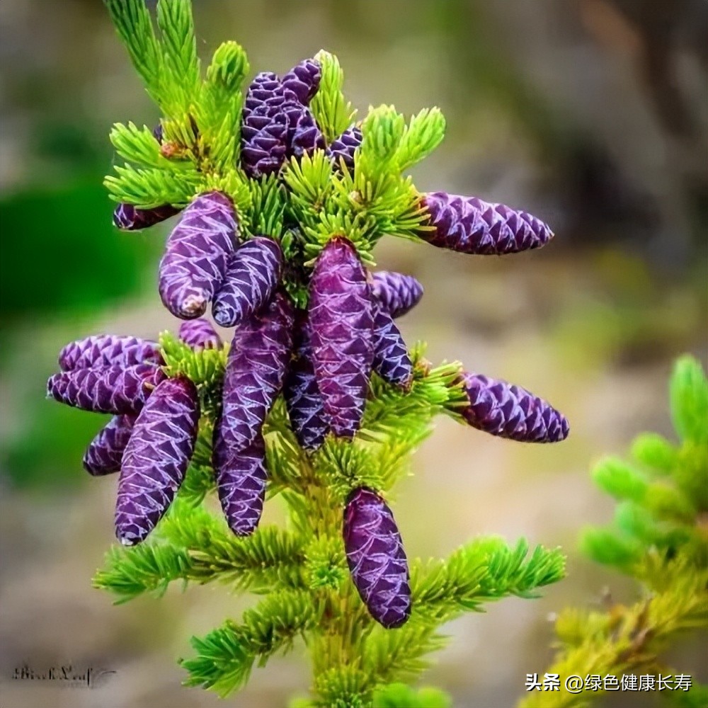 最漂亮的松树开花图片,哪种松树开花好看