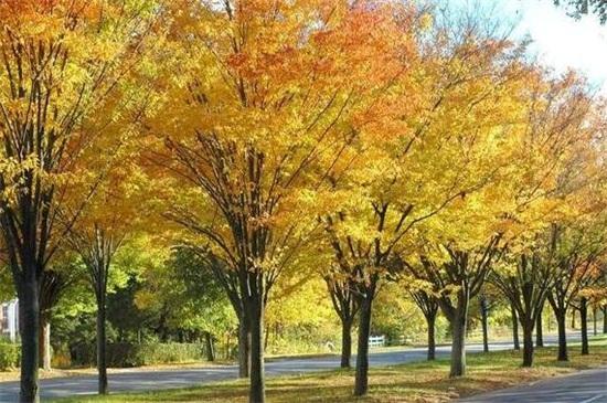 城里人到农村种树养老,农村老人靠儿子养老还是女儿养老