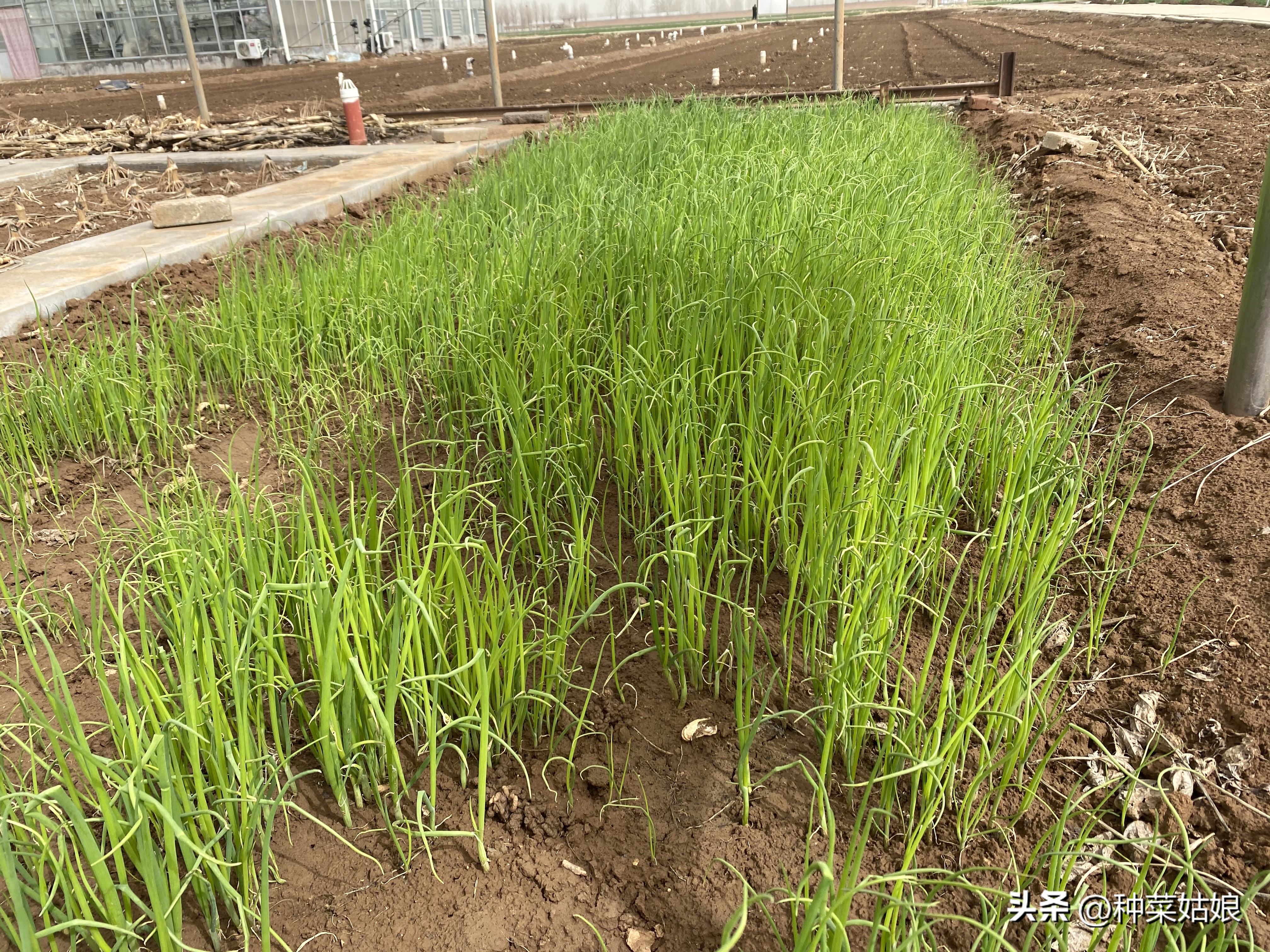 怎样种小葱韭菜,种小葱的地适合种韭菜吗