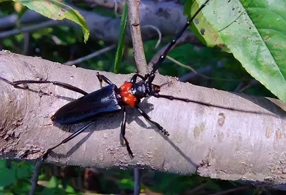 樱桃病虫害防治及管理专家,樱桃病虫害周年管理技术讲解