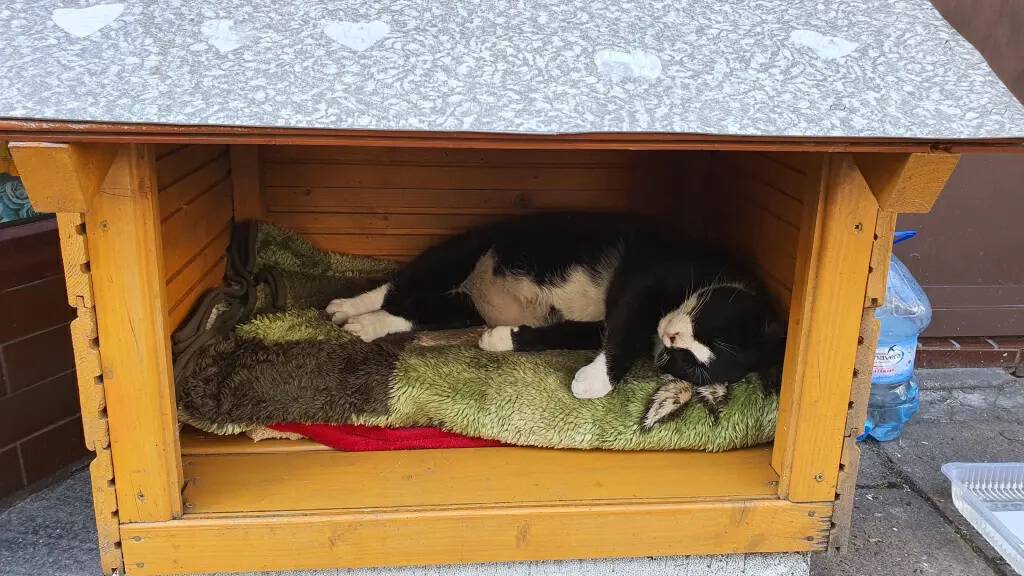 一只流浪的肥猫,波兰一流浪猫成5星旅游景点