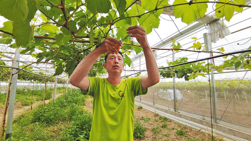 阳光玫瑰种植亩纯利润,阳光玫瑰致富经