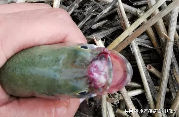 加州鲈鱼苗病,加州鲈鱼苗尾巴烂是什么原因