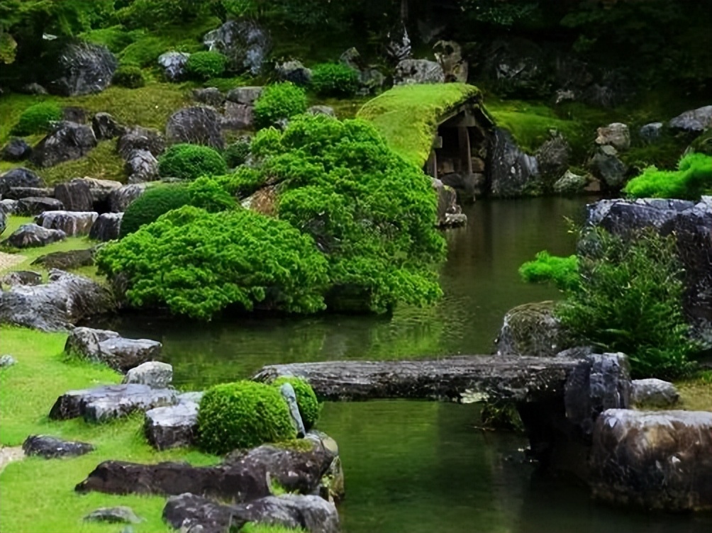 日本枯山水景观,日本枯山水中的树是什么树